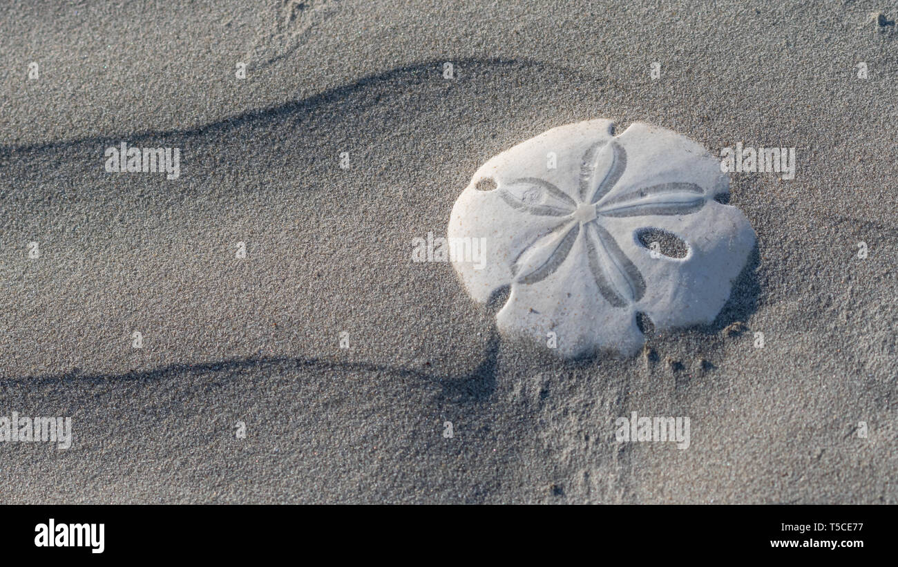 Sand dollar (Dendraster excentricus) shells (endoskeletons) on Sand