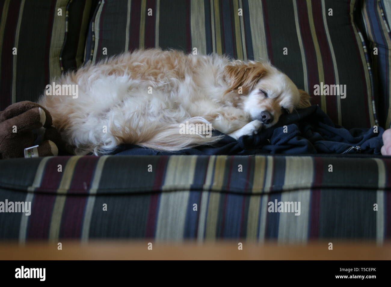 A very cute sleeping dog on a couch Stock Photo - Alamy