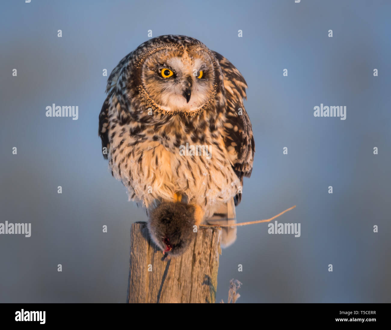 Short eared owl in rural Alberta Stock Photo Alamy