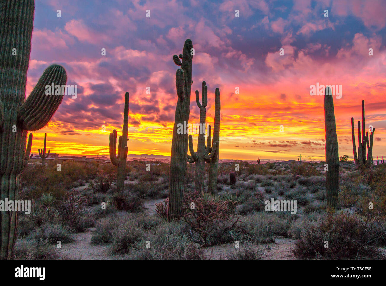 Arizona sunset with saguaro cactus Stock Photo - Alamy