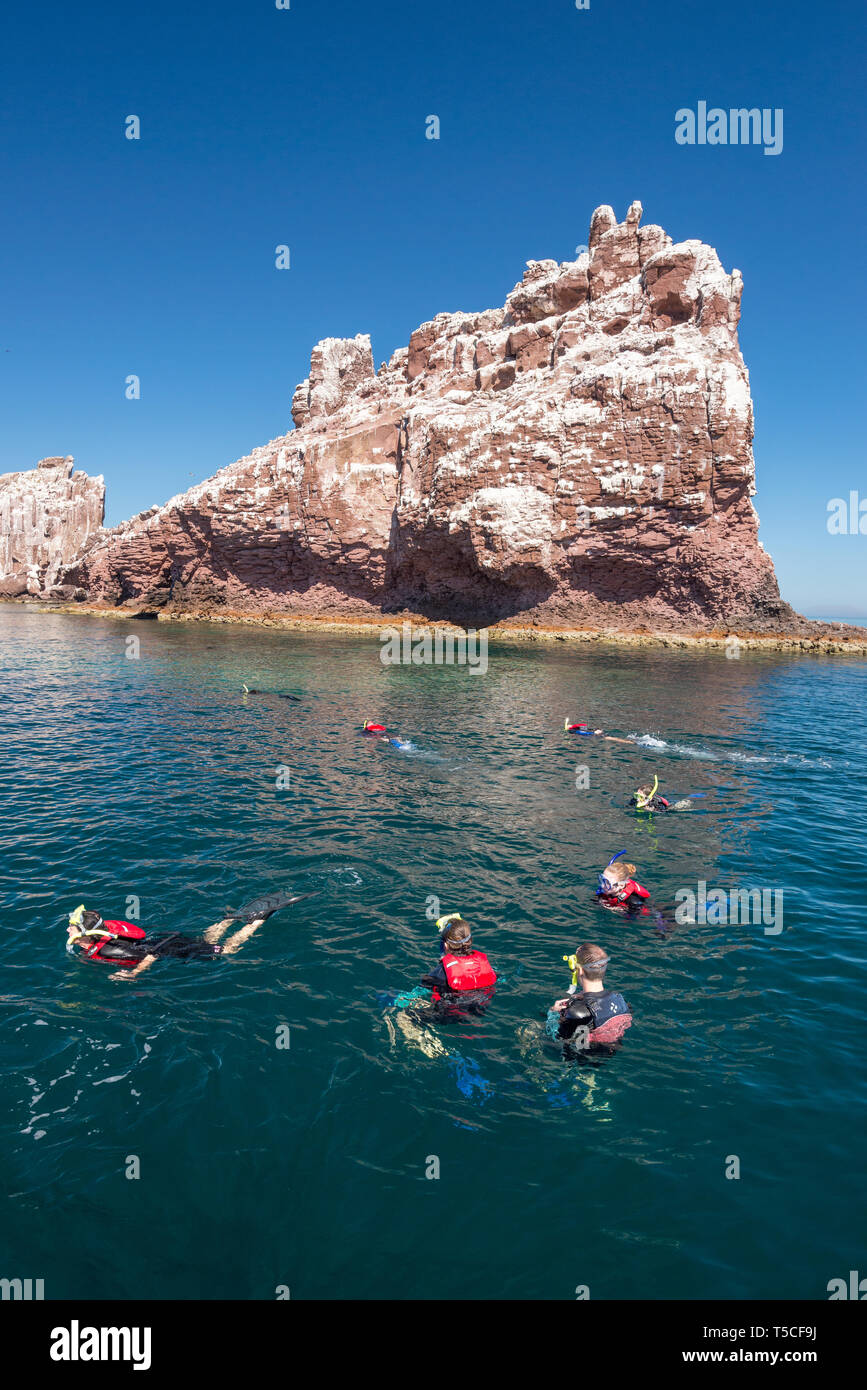 Snorkeling with sea lions at Los Islotes, Baja California Sur, Mexico Stock Photo