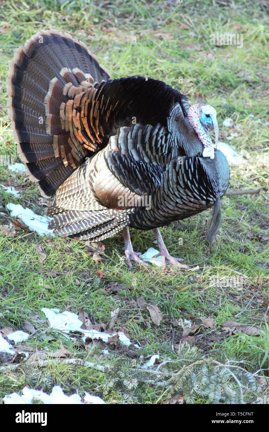 Puffed turkey hires stock photography and images Alamy