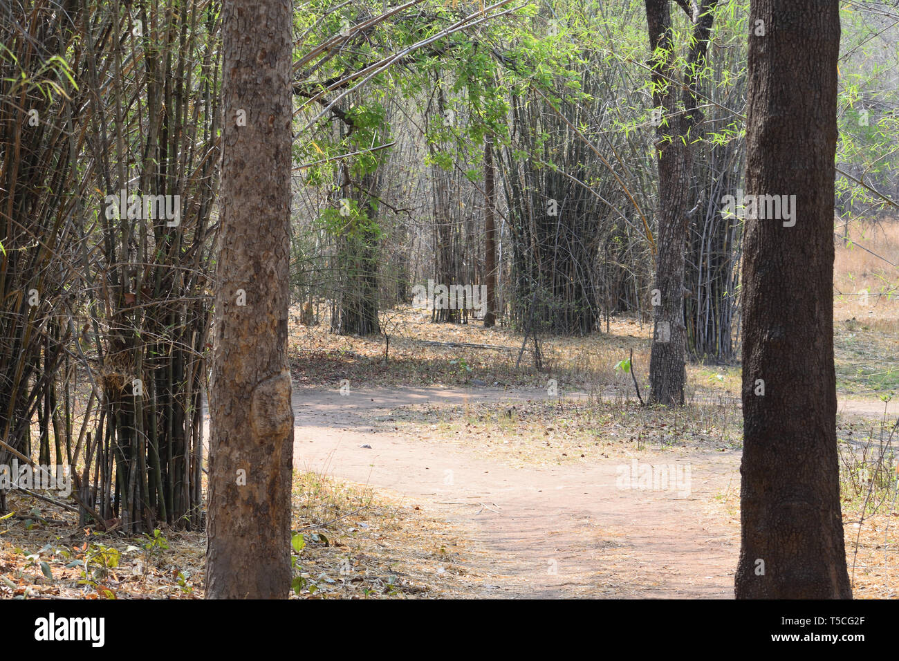 Forest Pathway Through Tadoba Wildlife Sanctuary In India Stock Photo Alamy
