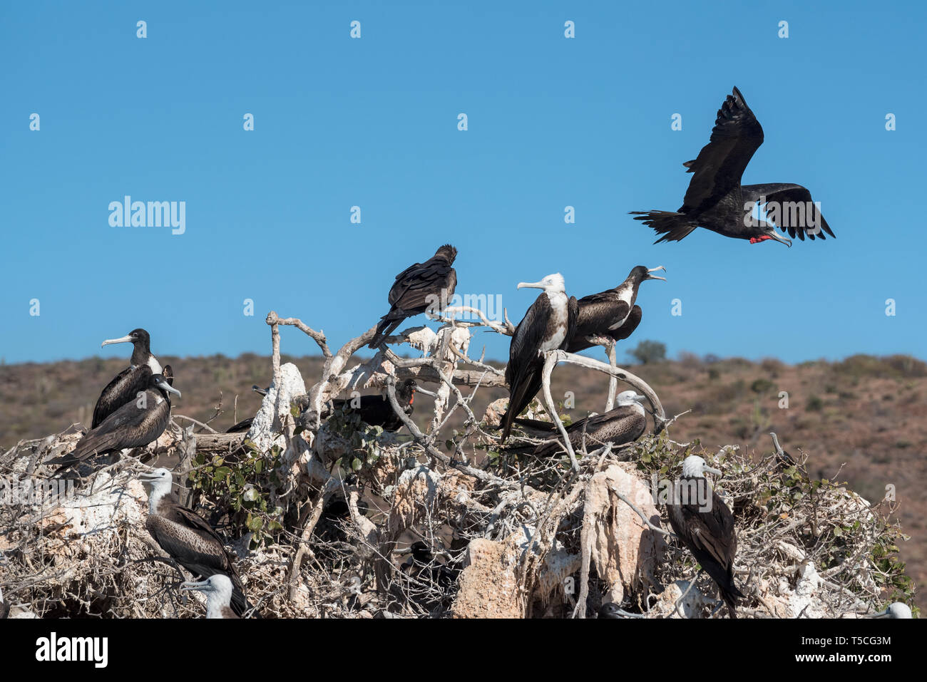 Frigatebird nesting colony, Espiritu Santo Island, BCS, Mexico Stock Photo