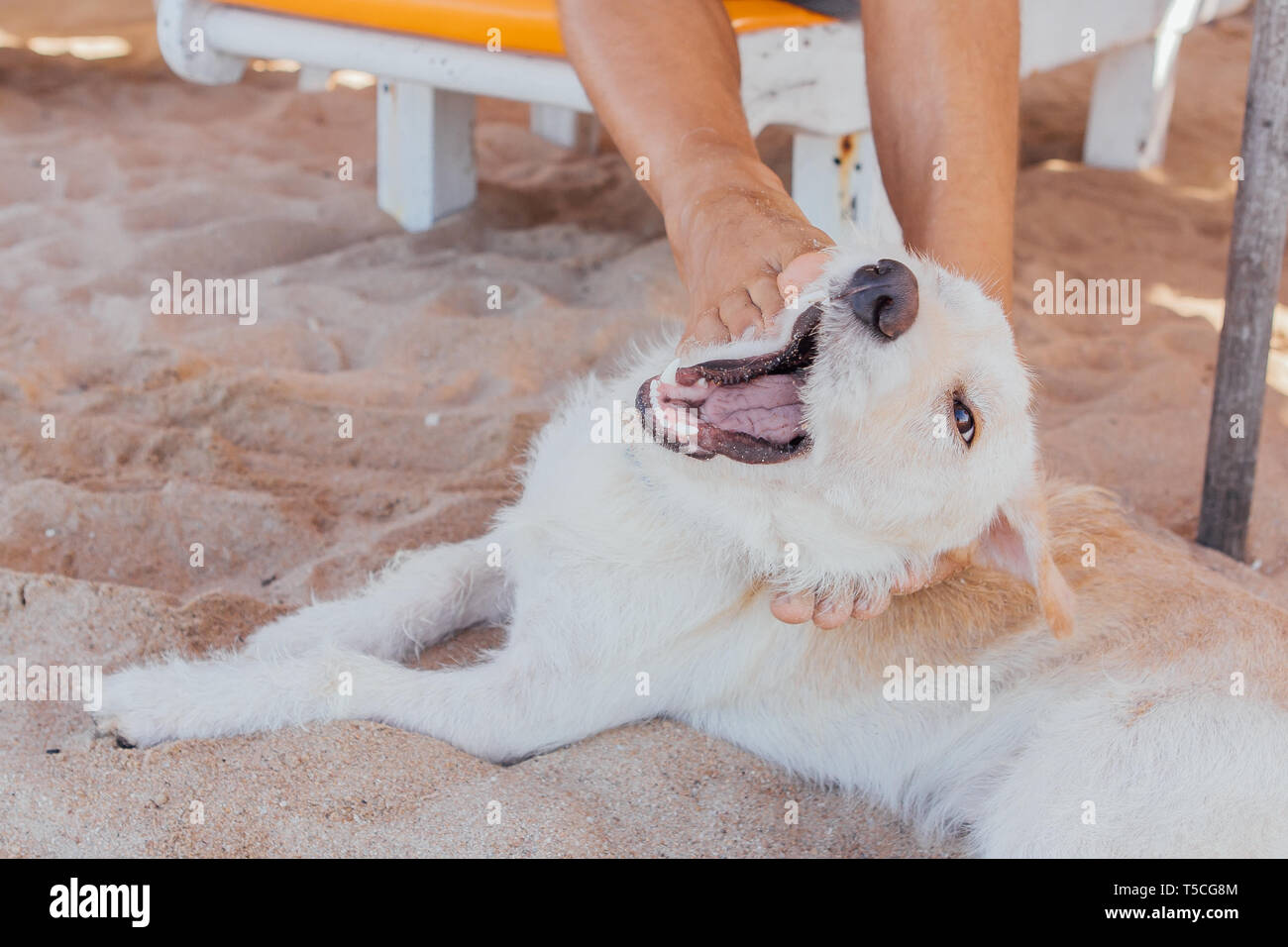 Why Do Dogs Bite Legs When Playing