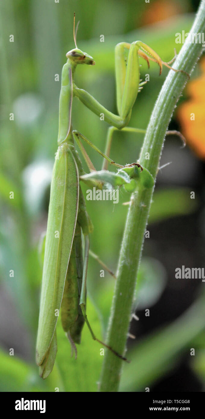 Green mantis sitting on the stem of the plant waiting for prey. Stock Photo