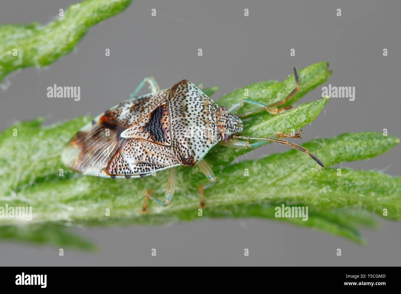 Elasmucha grisea, commonly called parent bug, is a species of shield