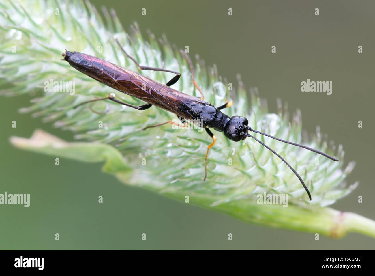 Reed stem borer, also called stem boring sawfly, Calameuta filiformis Stock Photo