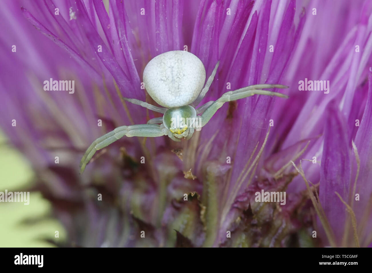 Goldenrod crab spider or flower crab spider, Misumena vatia, hunting on blooming plume thistle in Finland Stock Photo