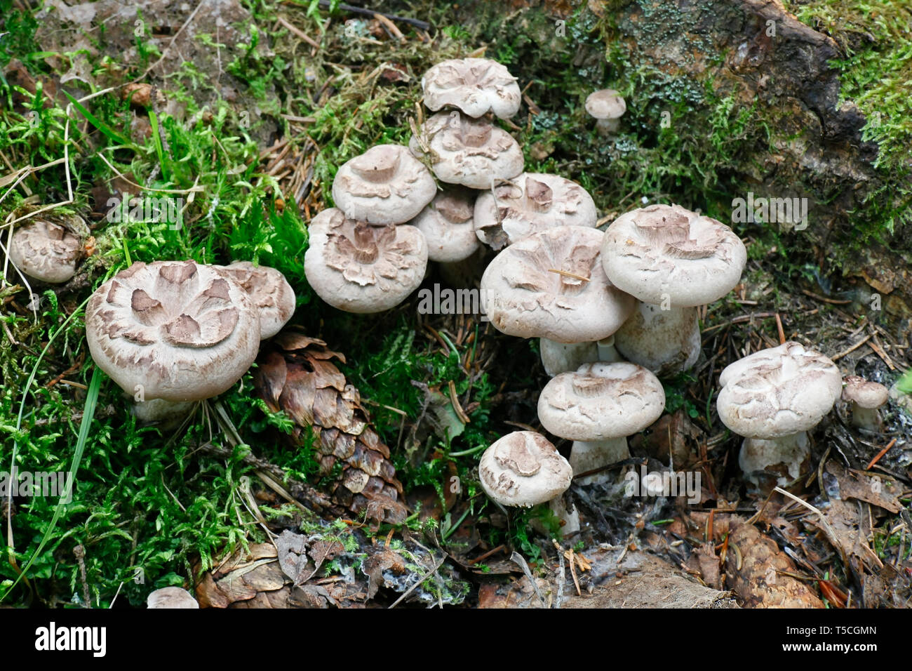 Shingled scaly hedgehog, Sarcodon imbricatus, a wild mushroom from Finland Stock Photo