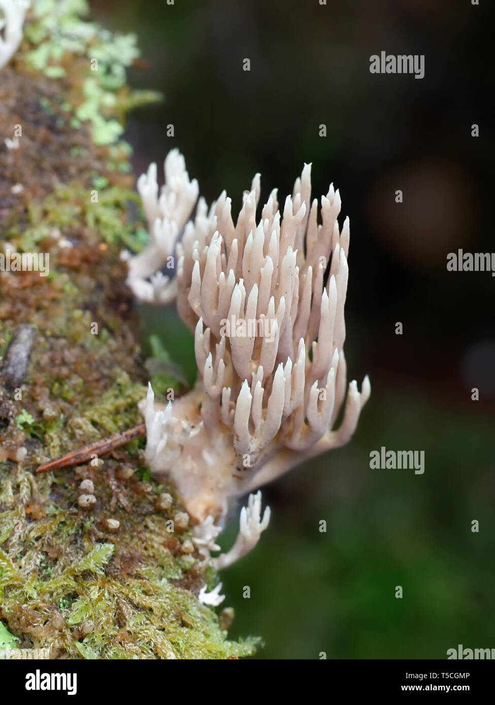 Ramaria apiculata, known as the Green-tipped Coral Fungus, wild mushroom from Finland Stock Photo