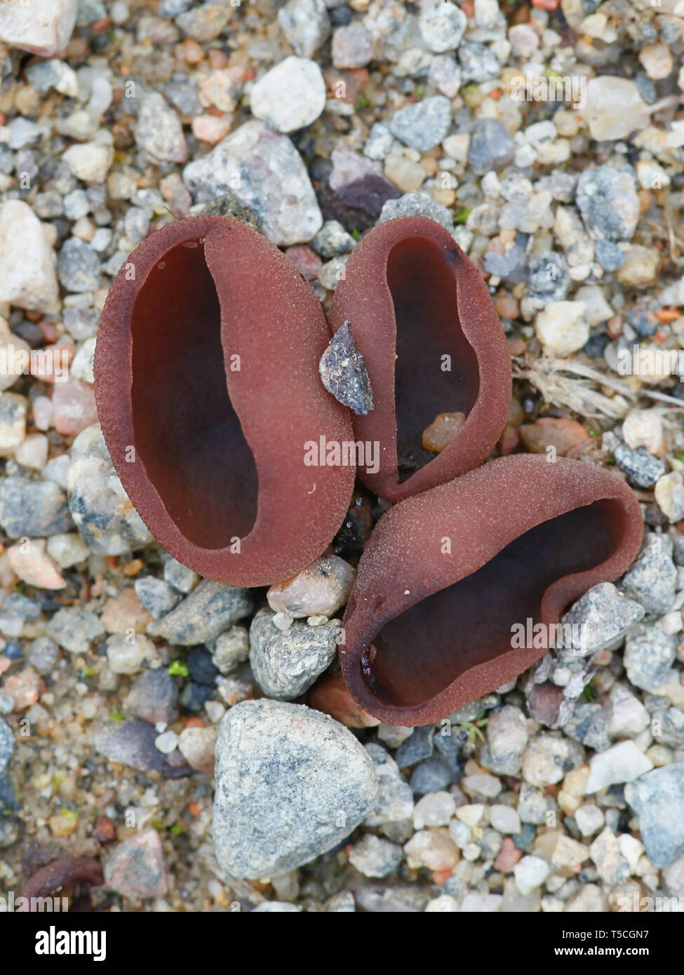 Peziza badia, Bay Cup fungus, wild mushroom from Finland Stock Photo