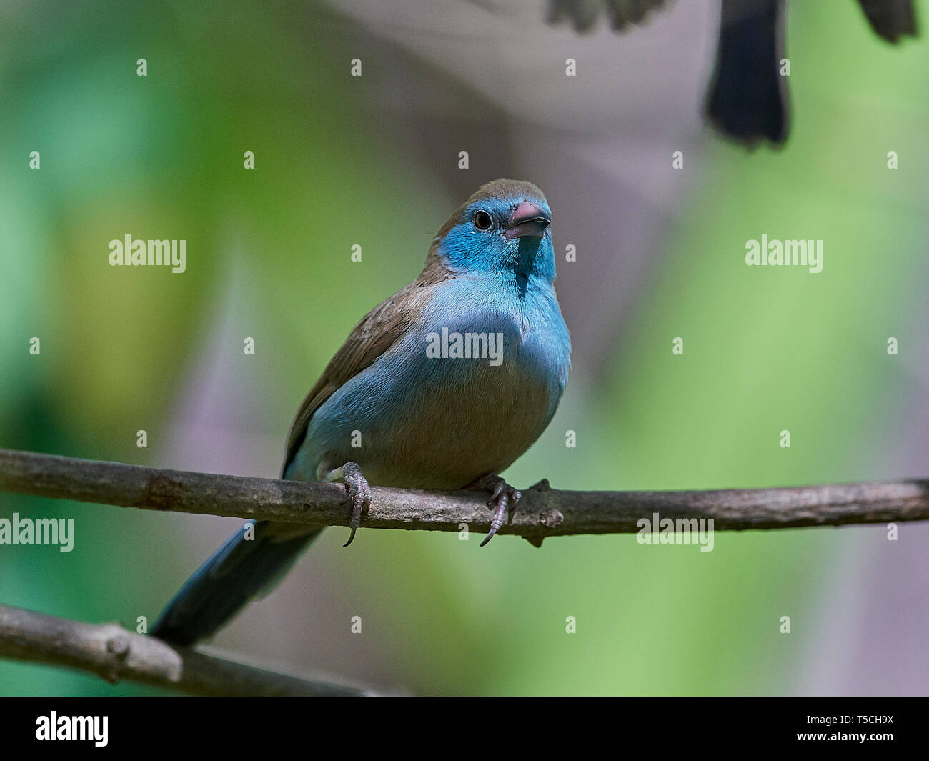 Female Red-cheeked cordon-bleu resting on a branch Stock Photo