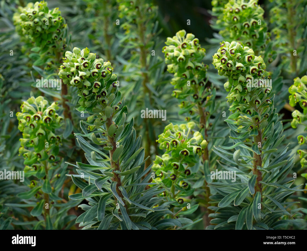 Euphorbia characias 'Portuguese Velvet' Stock Photo