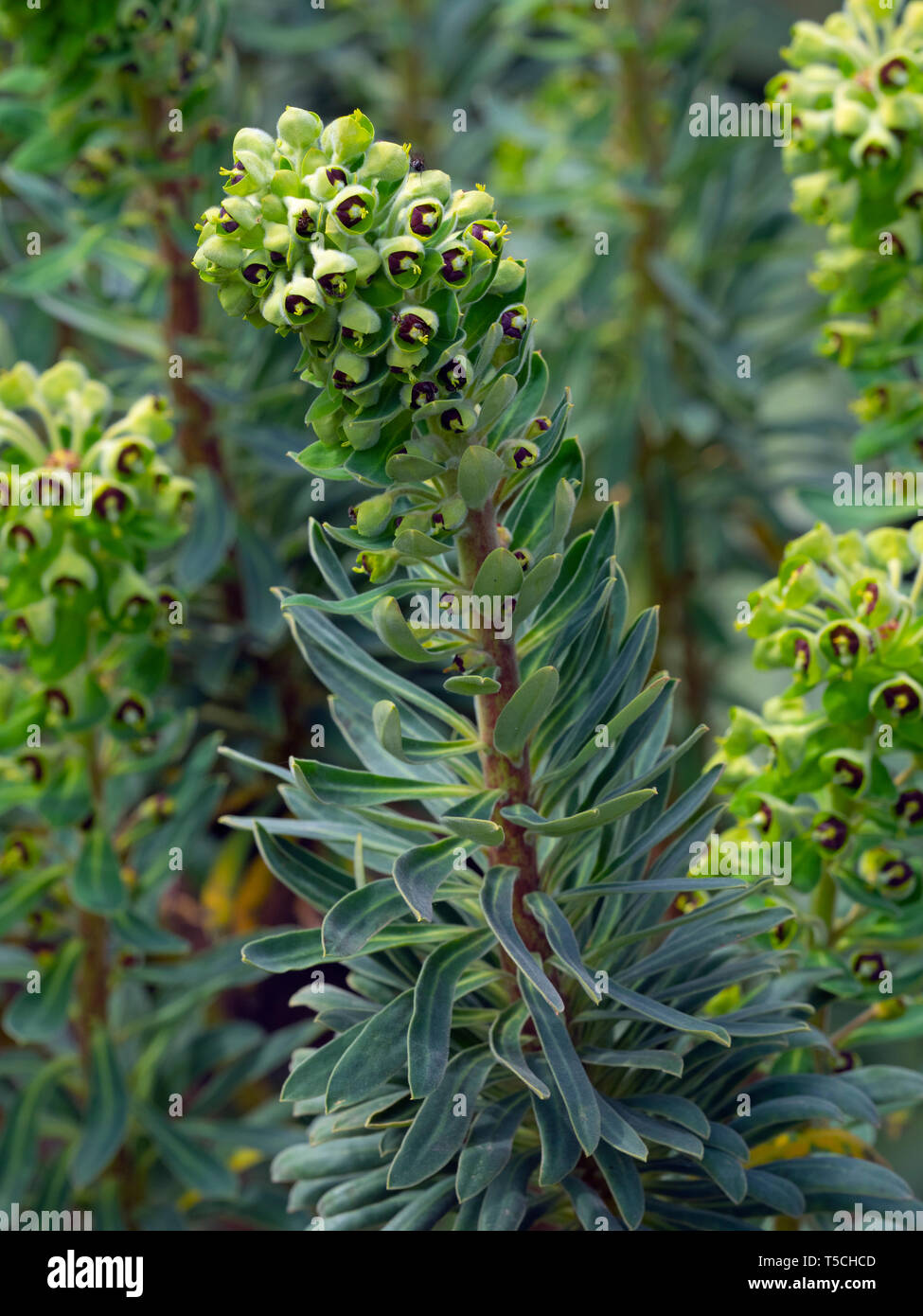 Euphorbia characias 'Portuguese Velvet' Stock Photo