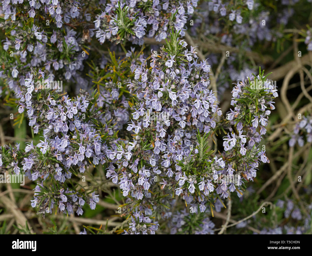 Rosemary Rosmarinus officinalis in flower Norfolk garden Stock Photo