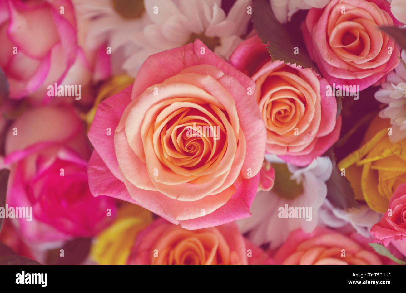 Pink Rose, beautiful nature background Stock Photo - Alamy