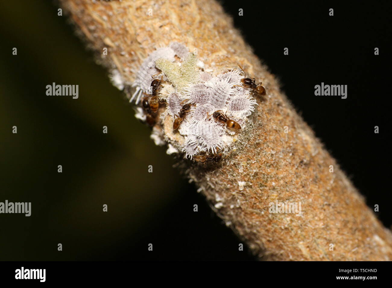 Mealybugs of pseudococcidae family which are garden pests, and predatory ants on an eggplant branch Stock Photo