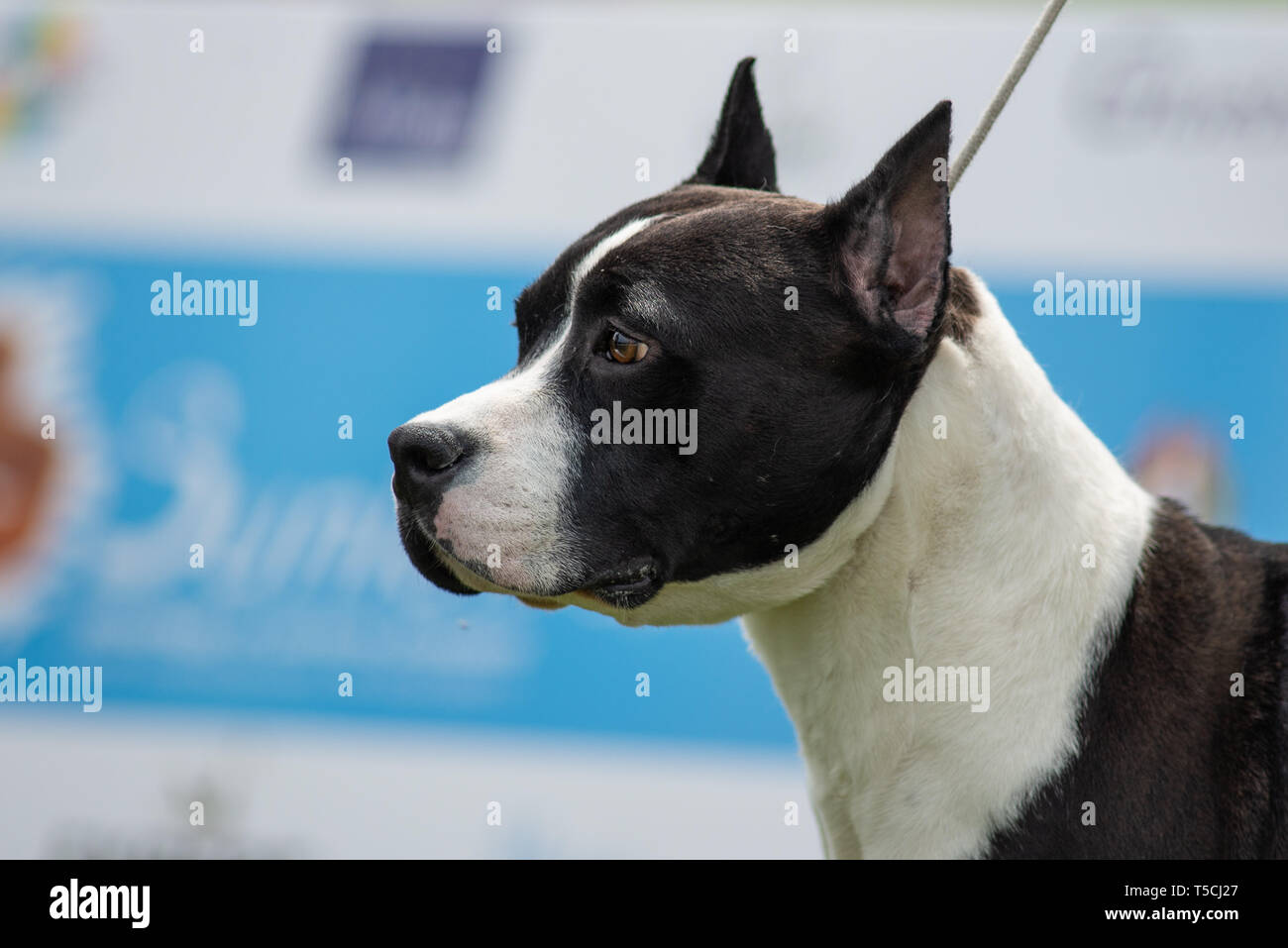 Portrait of the head of a black and white amstaff with cropped ears Stock Photo