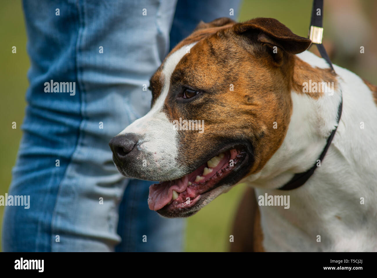 Head portrait of an american staffordhire terrier, brindle and with intact ears Stock Photo