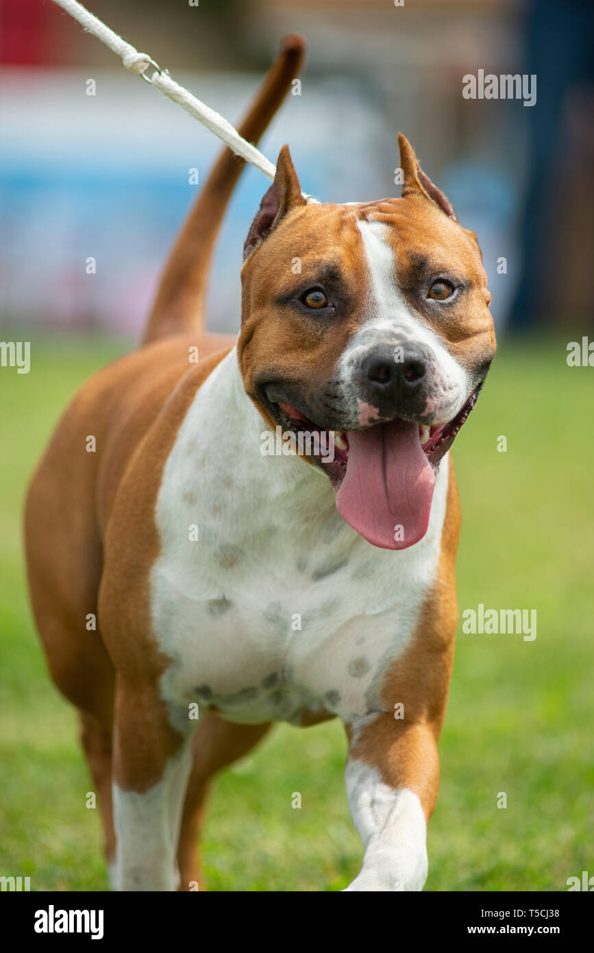 American staffordshire terrier with cropped ears is running in the ring at the dog show Stock Photo