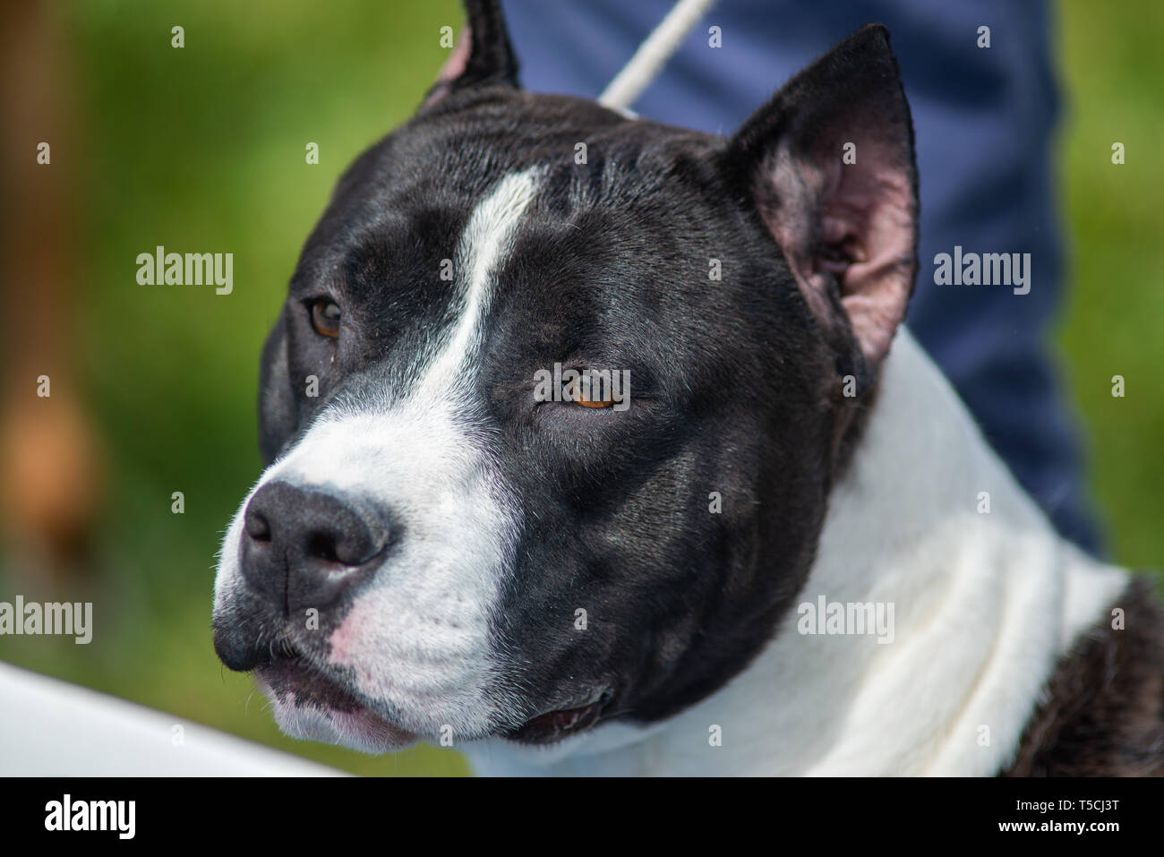 Portrait of the head of a black and white amstaff with cropped ears Stock Photo