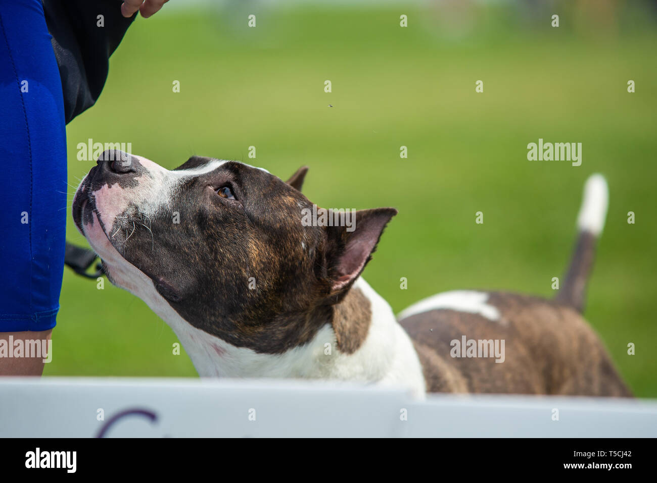 Brindle american staffordshire terrier with cropped ears is looking up Stock Photo