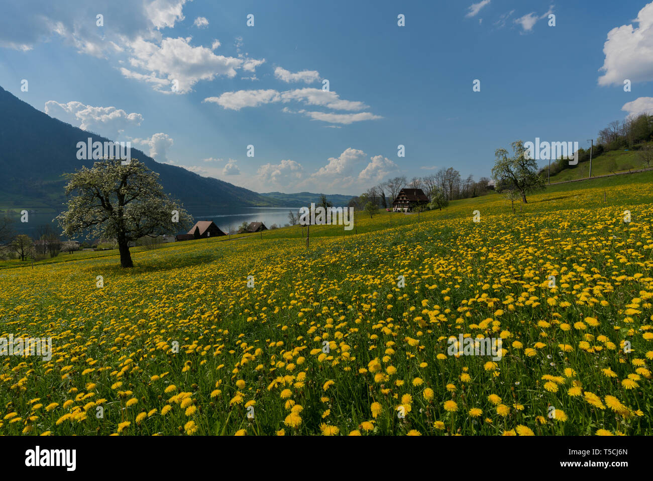 Yellow flower in the swiss alps hi-res stock photography and images - Page  2 - Alamy