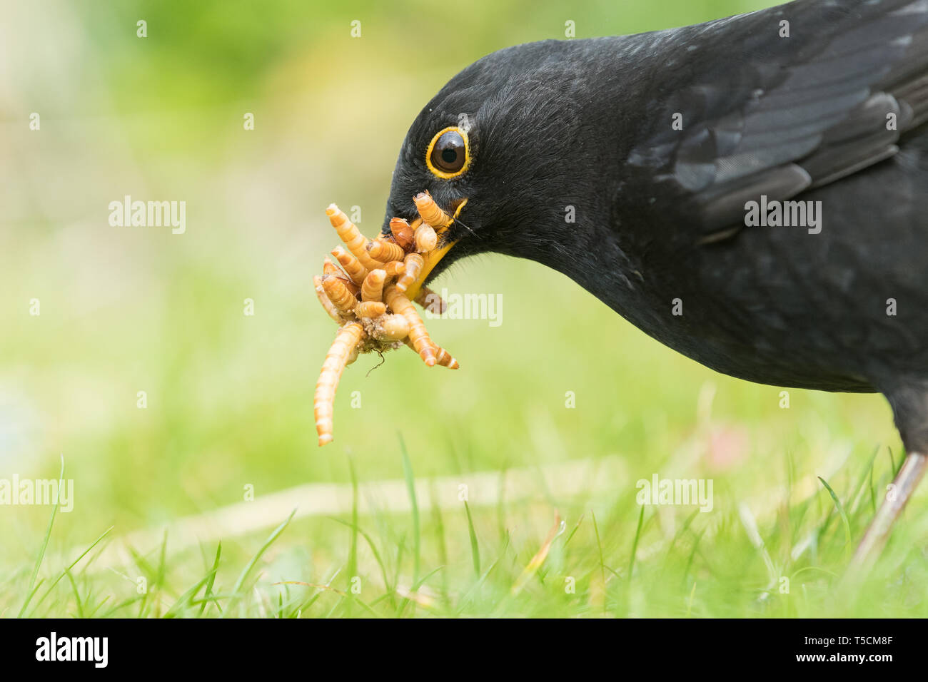 Ground feeding birds hires stock photography and images Alamy