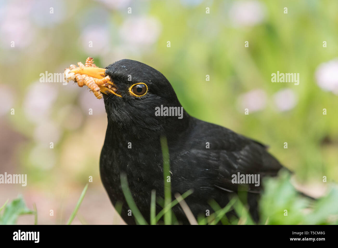 Ground feeding birds hires stock photography and images Alamy