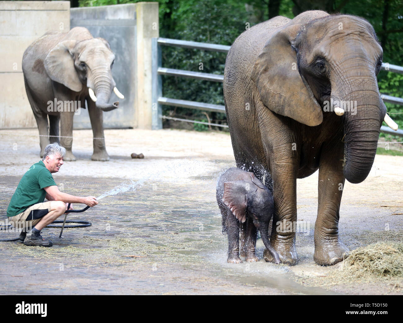children clothing how much do baby elephants weigh