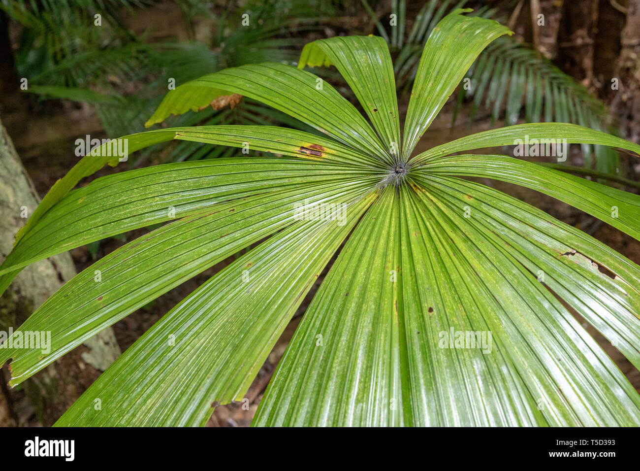 Palm fern in Daintree rainforest, Daintree National Park, Queensland, Australia Stock Photo