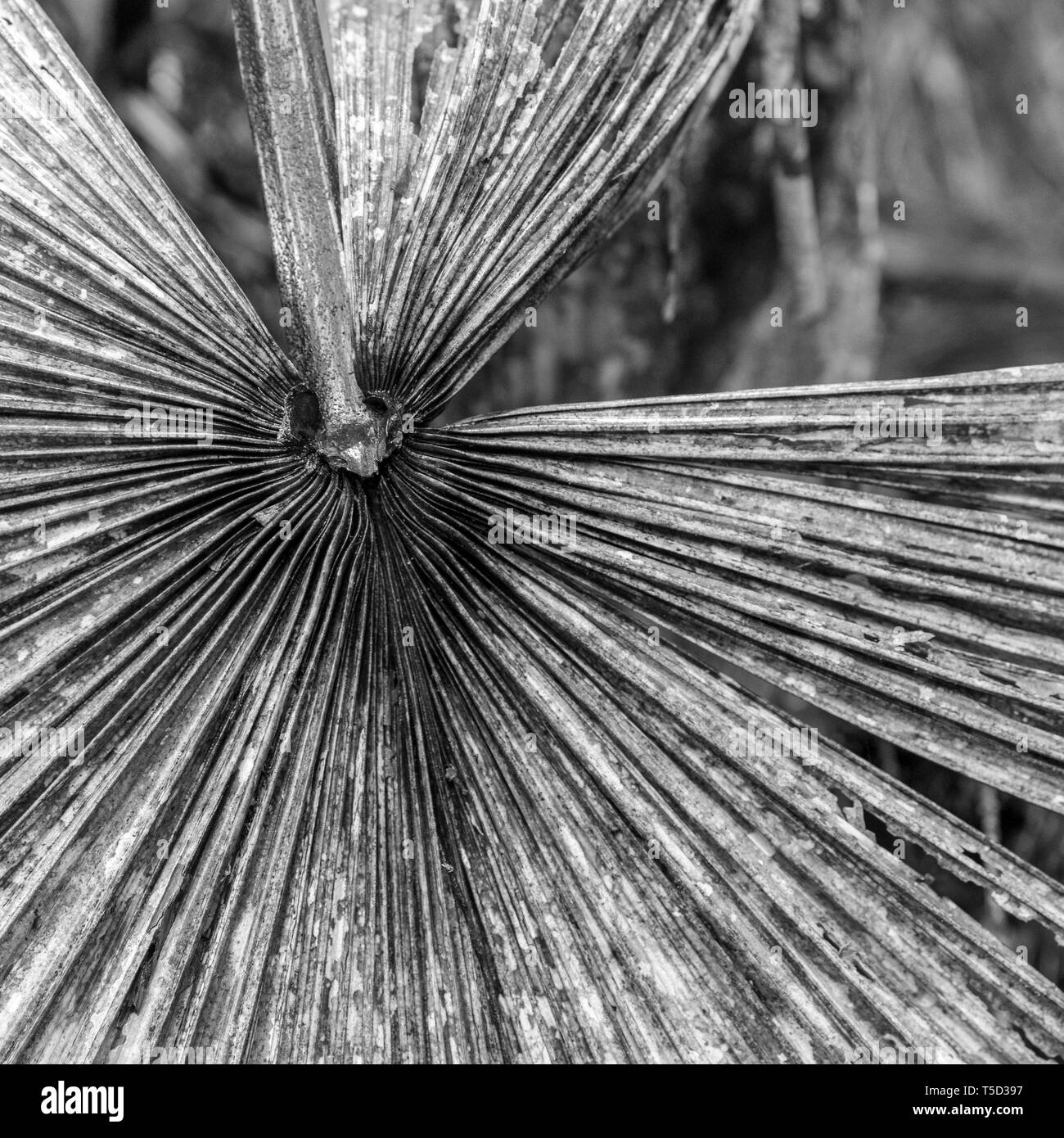 Palm fern in Daintree rainforest, Daintree National Park, Queensland, Australia Stock Photo
