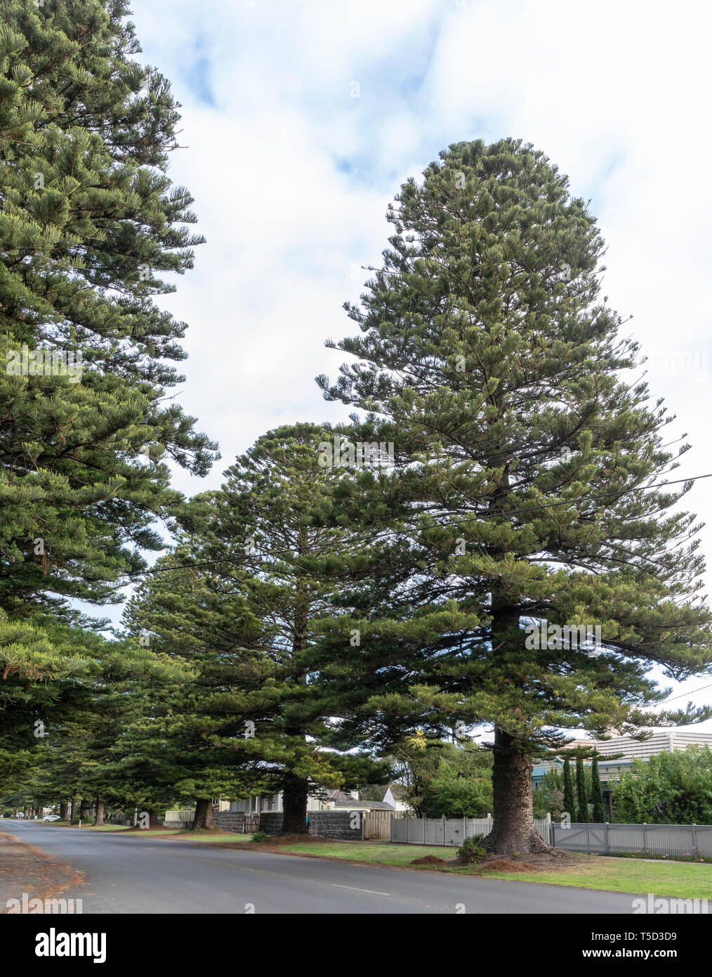 Norfolk Pines High Resolution Stock Photography And Images Alamy