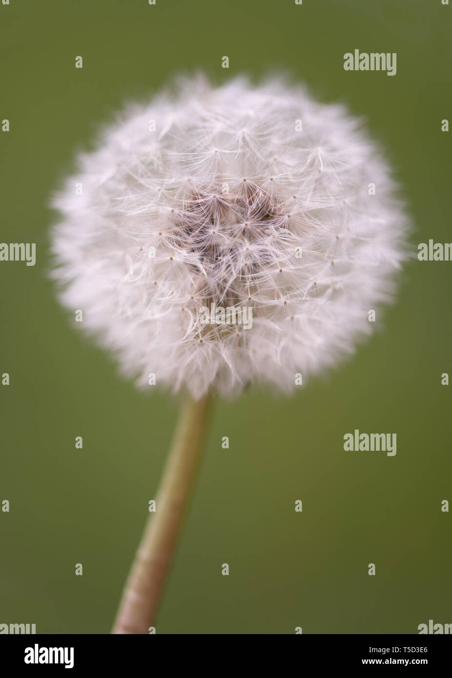 dandelion blowball  on blurred background Stock Photo