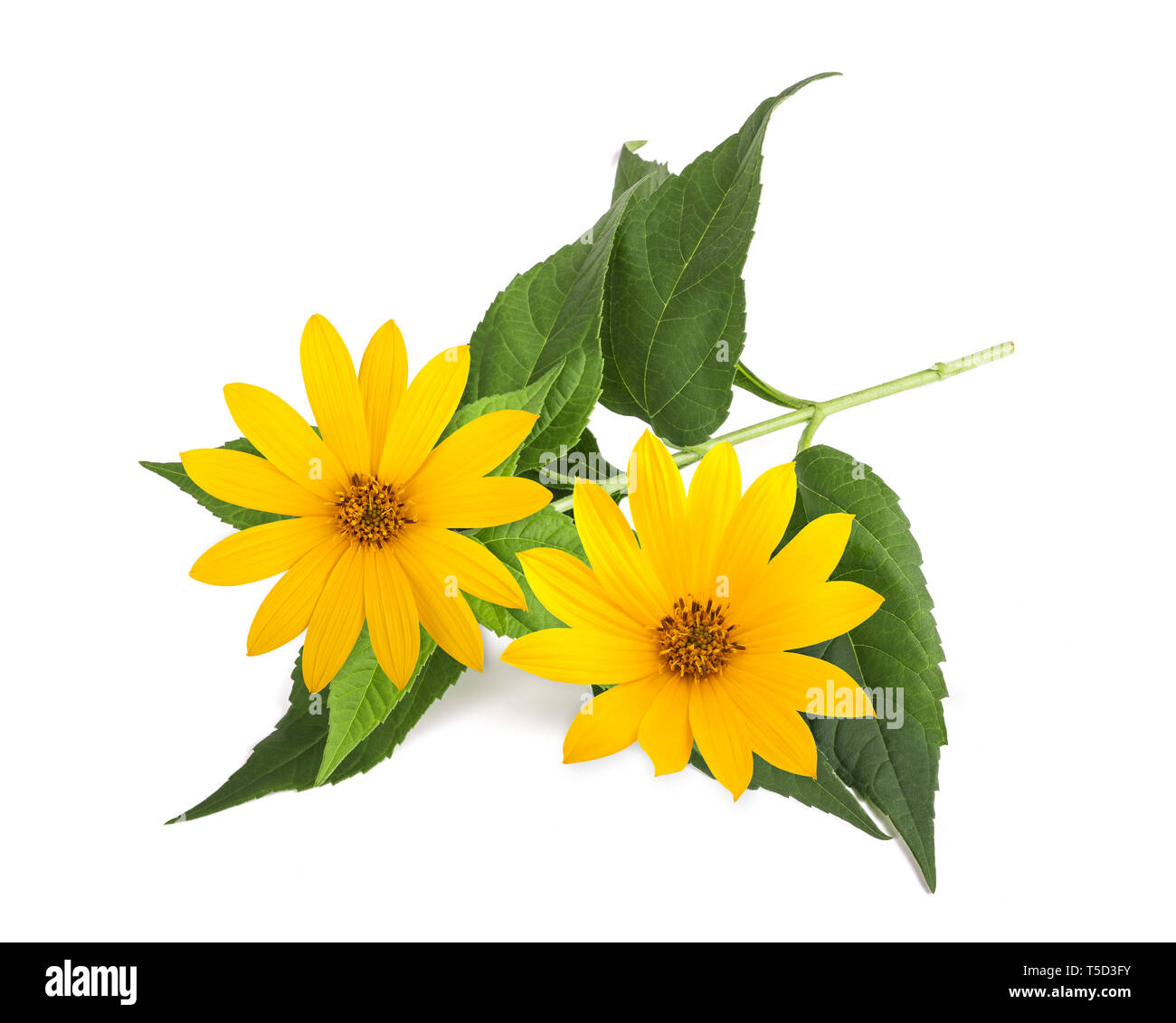 Jerusalem artichoke branch (topinambur) isolated on white Stock Photo