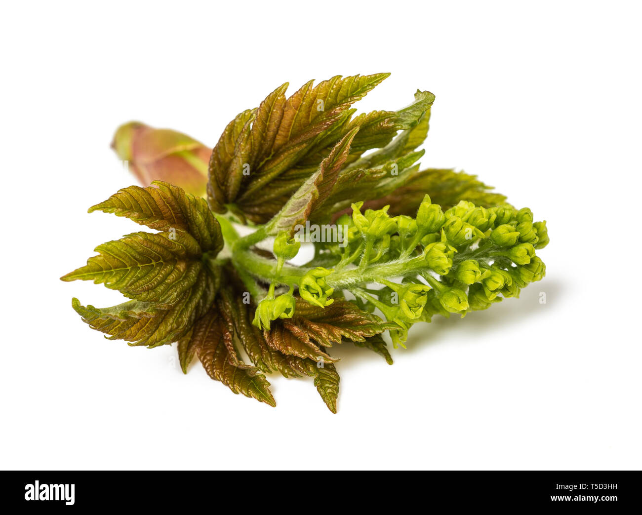 maple sprout isolated on white background Stock Photo