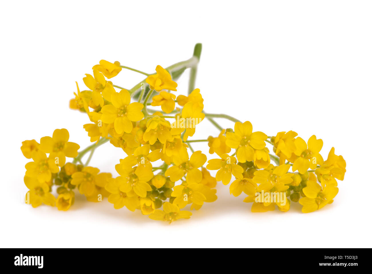 Yellow alyssum hi-res stock photography and images - Alamy
