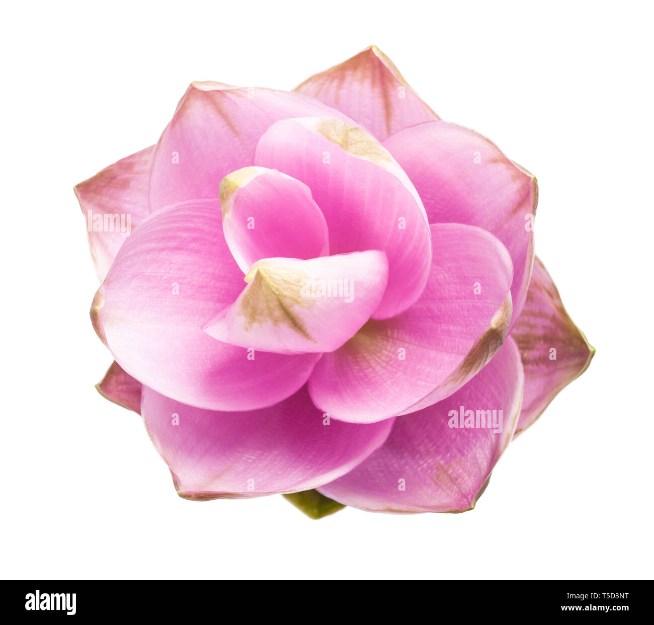 Curcuma flower  isolated on white background Stock Photo
