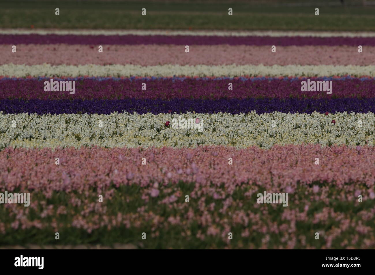 Hyacinthus field Holland Stock Photo - Alamy