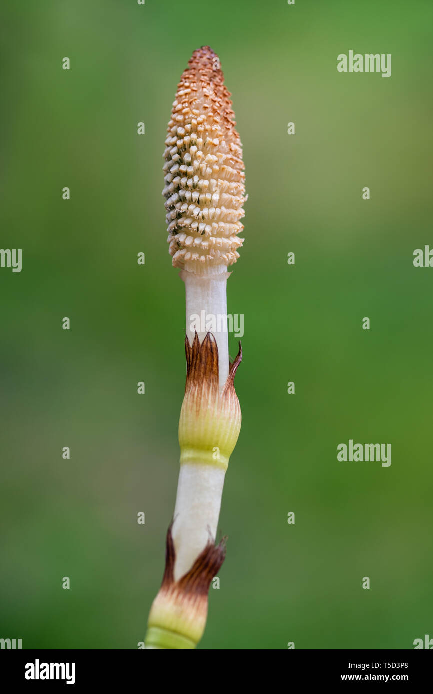 horsetail fertile sterm on a blurred background Stock Photo