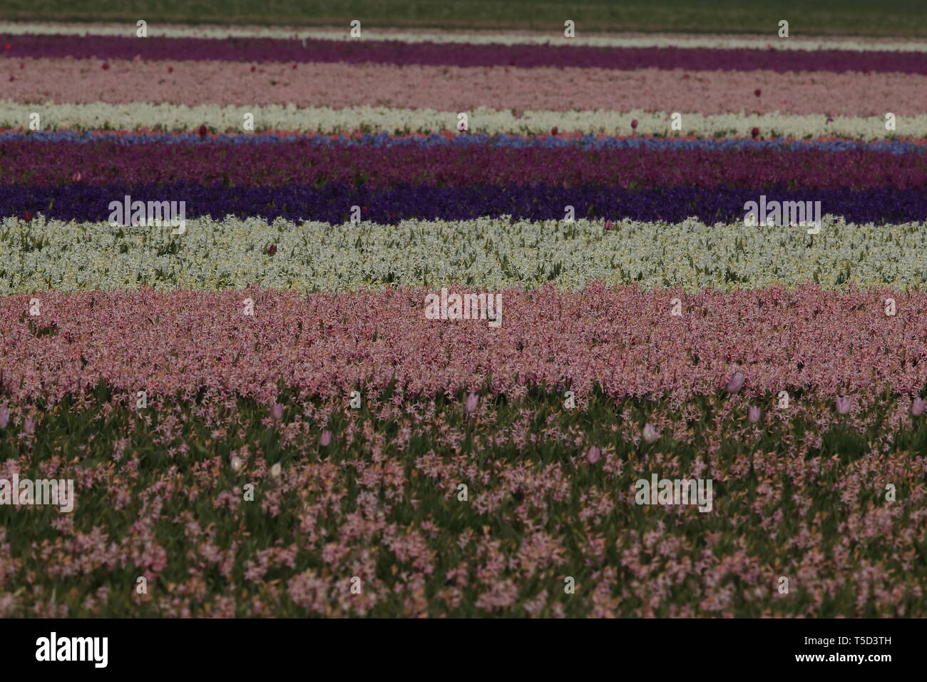 Hyacinthus field Holland Stock Photo - Alamy