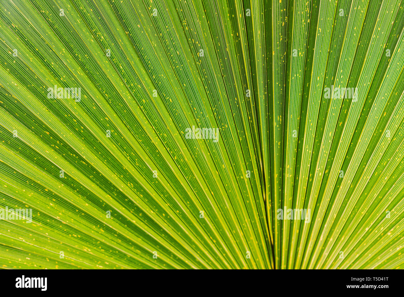 Tropical green leaf texture hi-res stock photography and images - Alamy