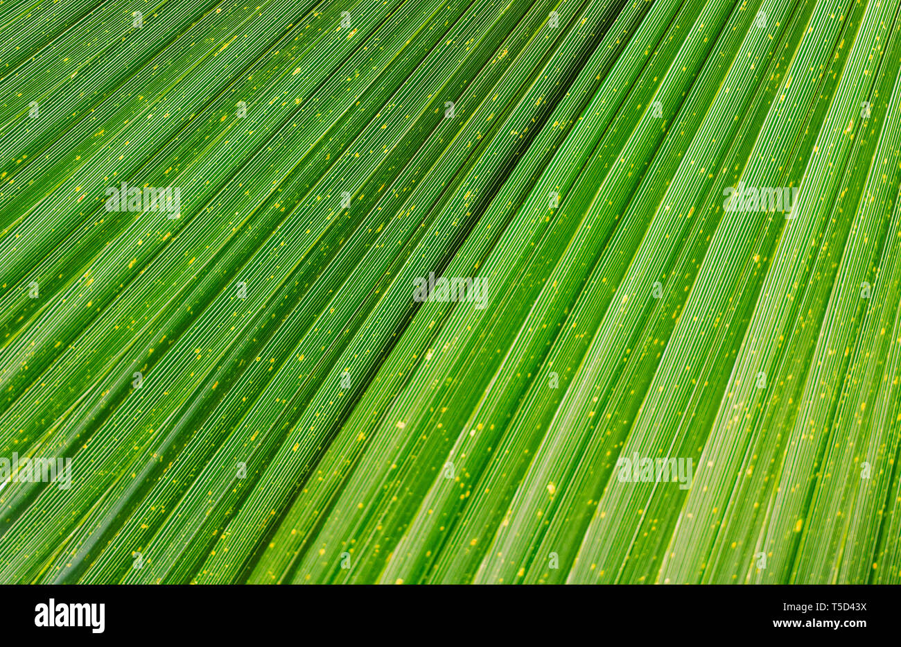 Tropical green leaf texture hi-res stock photography and images - Alamy