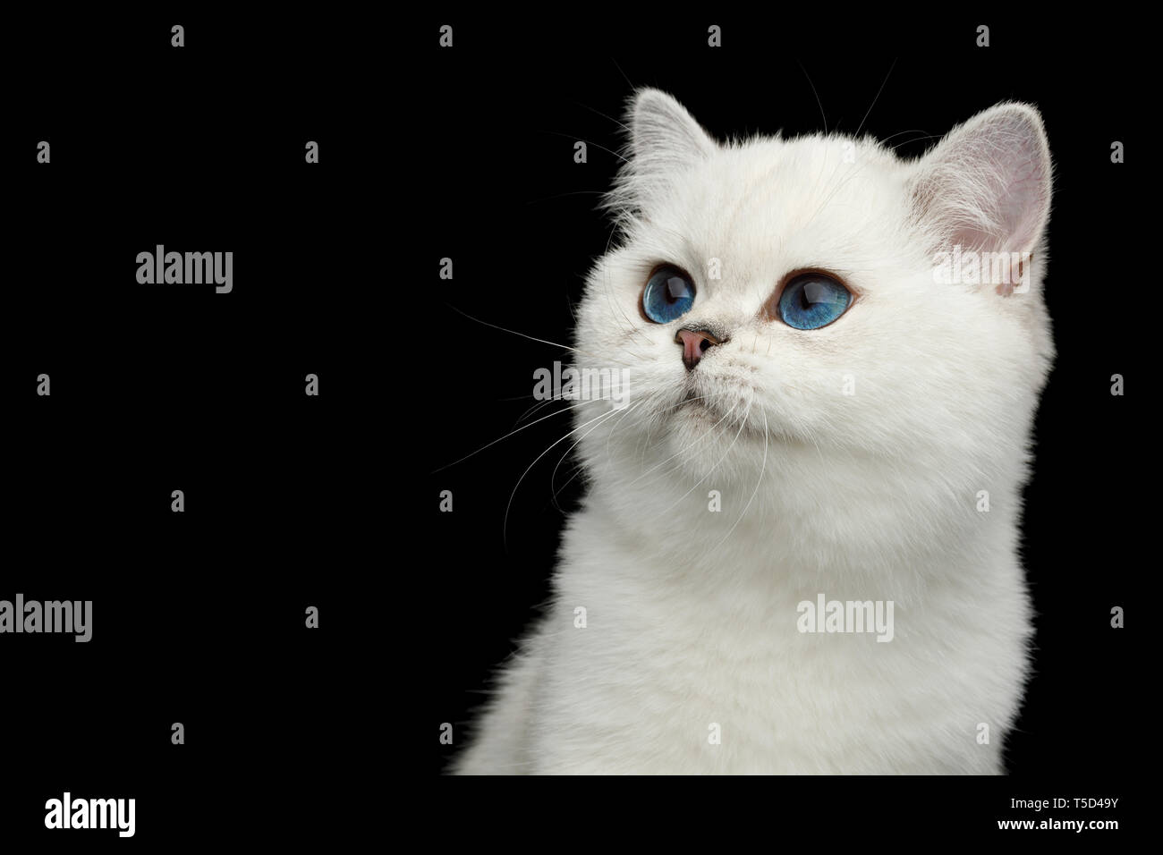 Portrait of British White Cat with blue eyes Looking at side on
