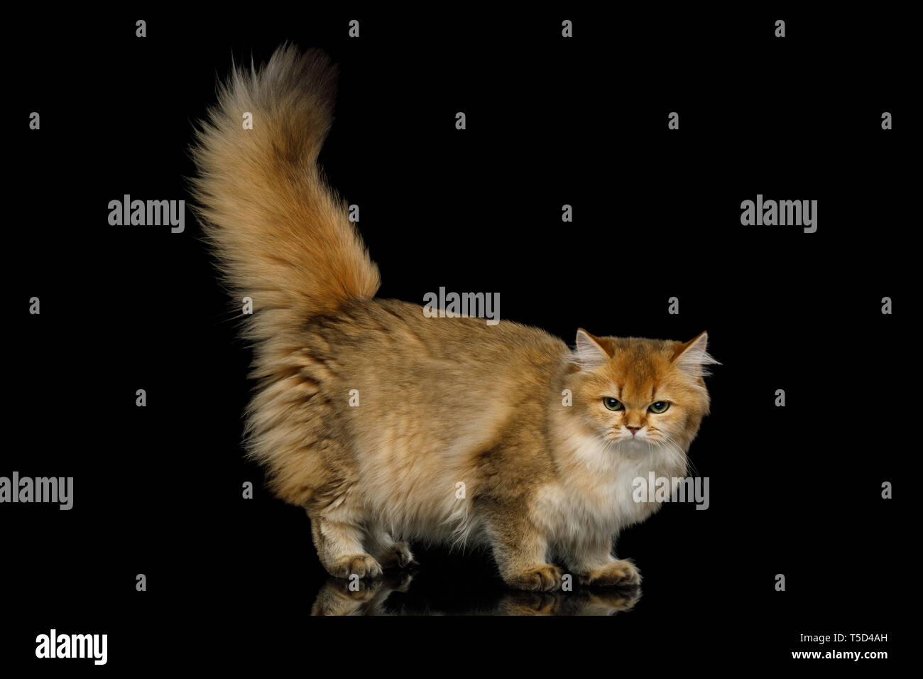 Angry British Red Cat with Furry tail and mad eyes on Isolated Black Background, side view Stock Photo