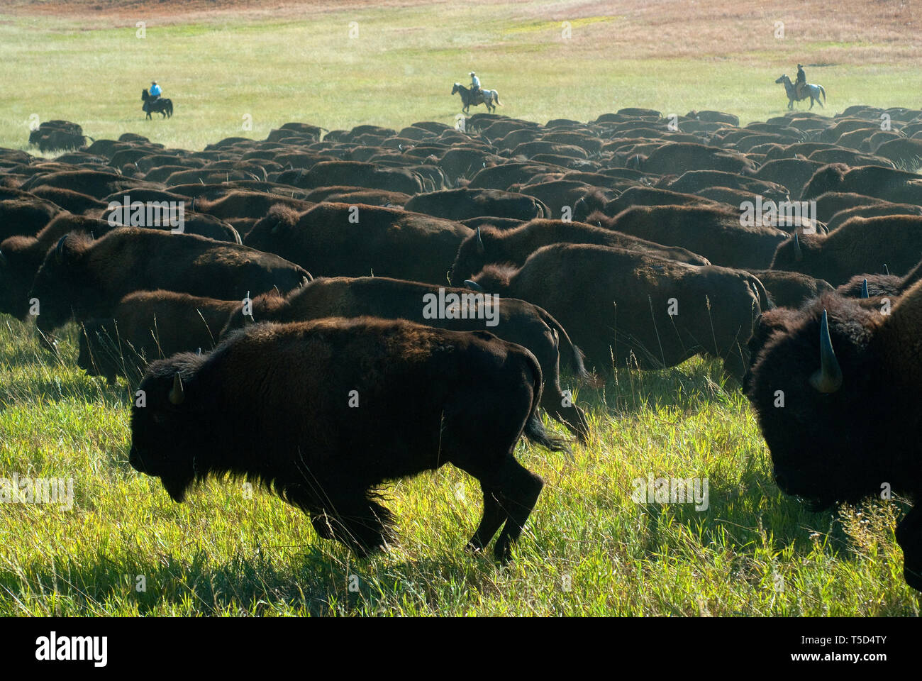 Yearly Buffalo Roundup at Custer State Park, Black Hills, South Dakota, USA Stock Photo
