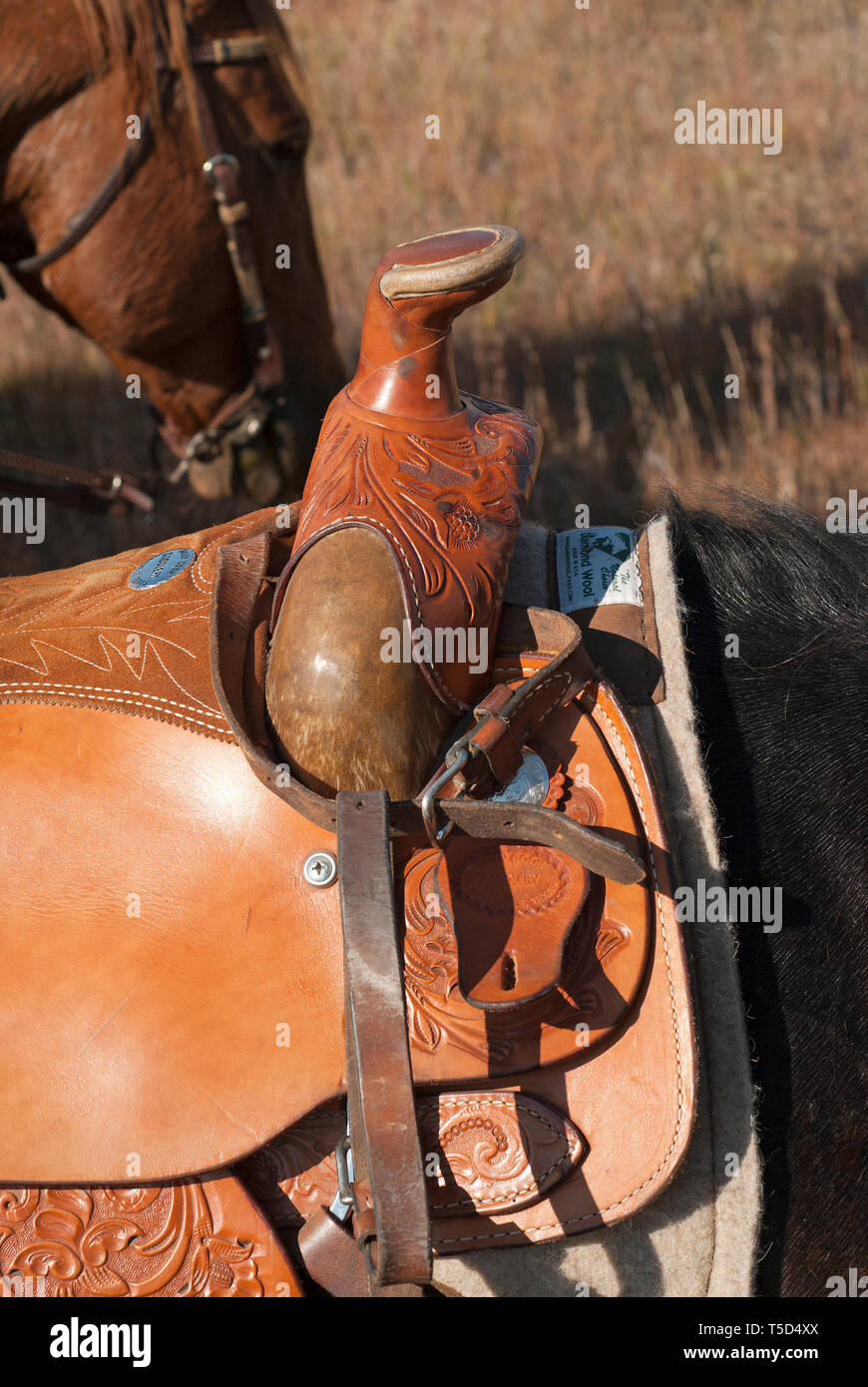 Pommel of western saddle, Custer State Park, Black Hills, South Dakota Stock Photo