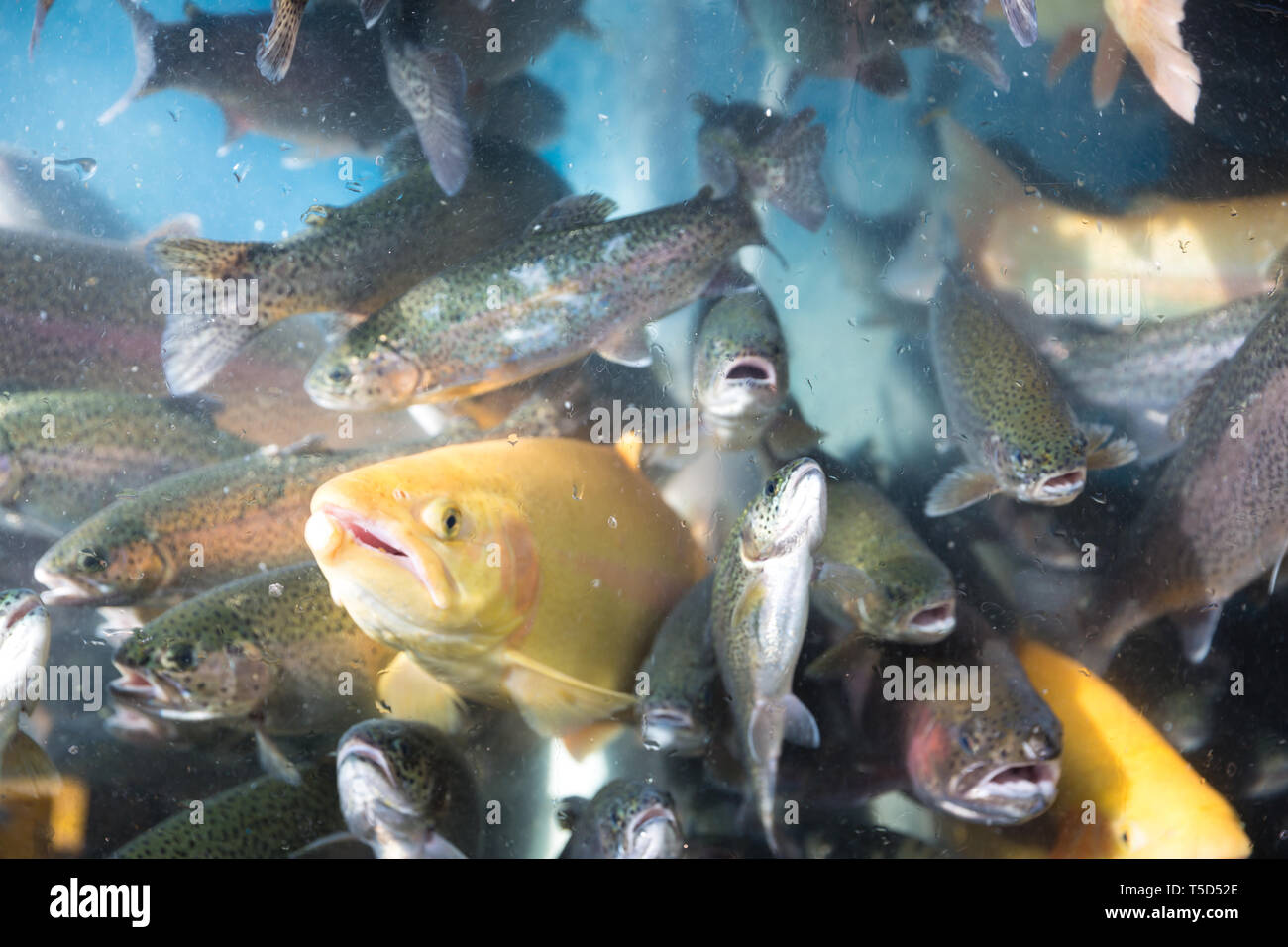540+ Aquarium Design App Gratis Terbaru