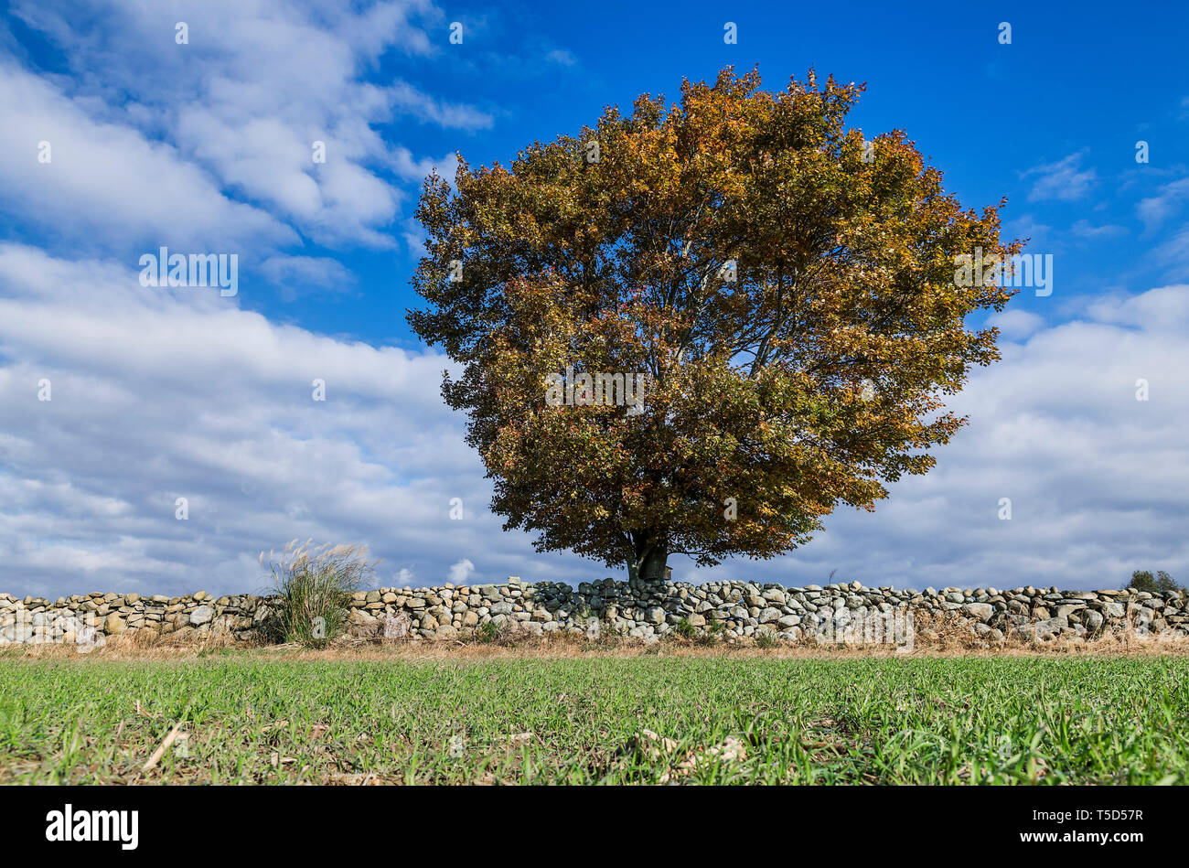Rural stone wall and lone autumn tree, Wakefield, Rhode Island, USA. Stock Photo